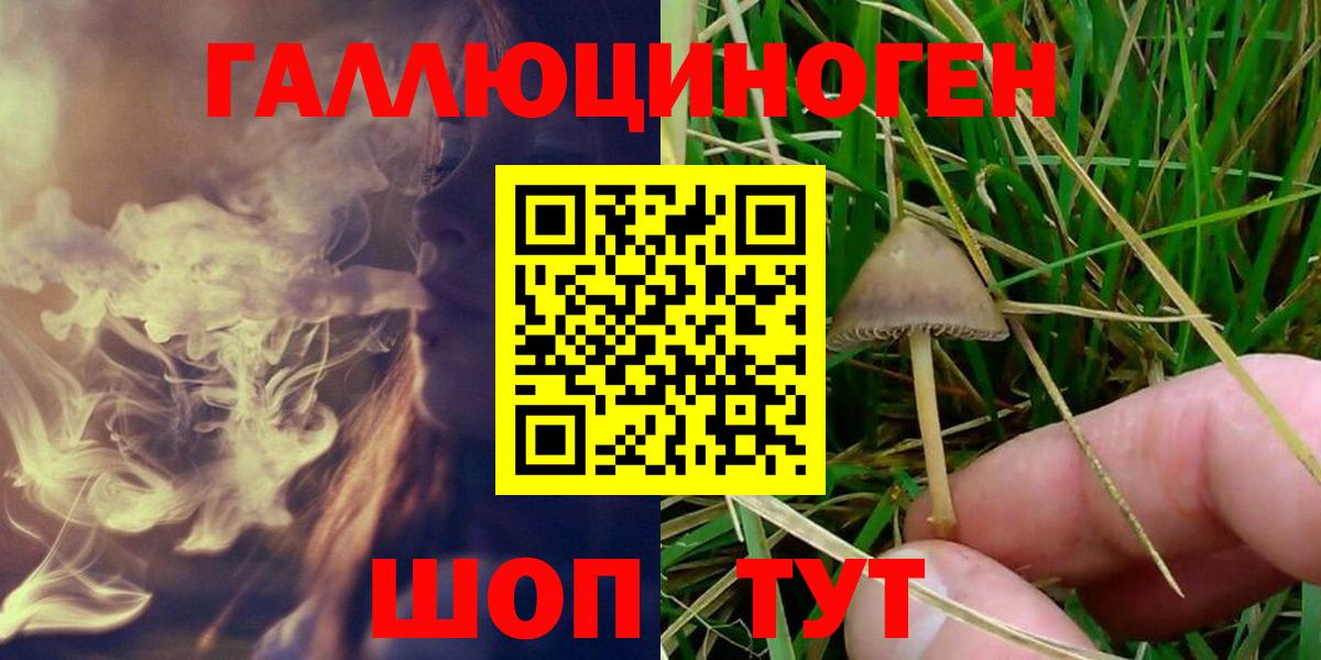 Псилоцибиновые грибы Psilocybine cubensis Истра